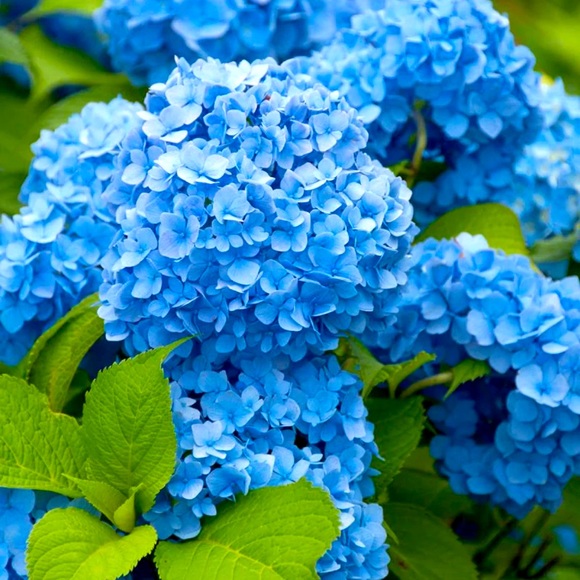 Meet your Posher, Erika - Picture 1 of 1